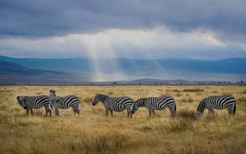 Africa